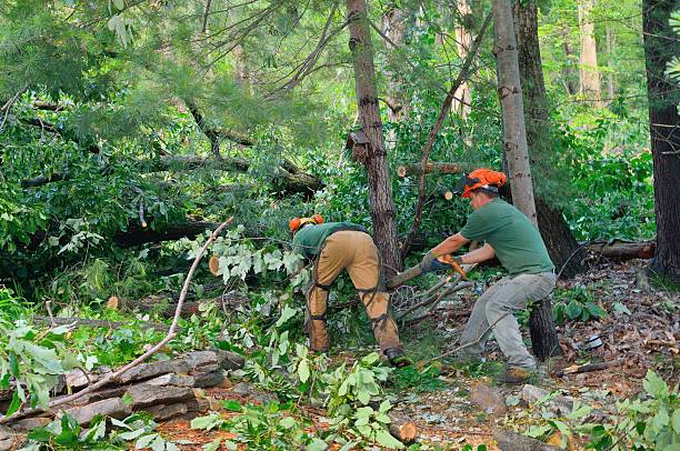 How Our Tree Care Process Works  in  Smiths Station, AL